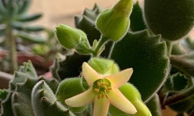 小爷爷小小花的花语含义是什么？