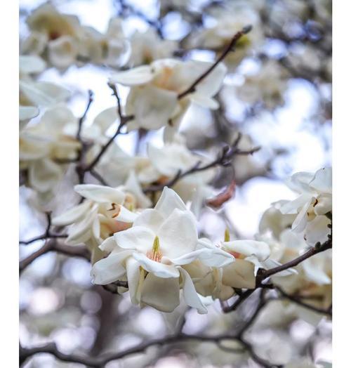 赞美百花公园的花语是什么？百花公园的寓意有哪些？