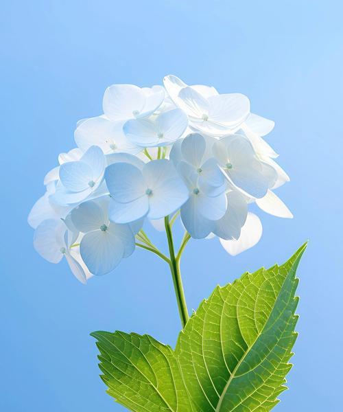上班人适合哪种花的花语？它代表了什么？