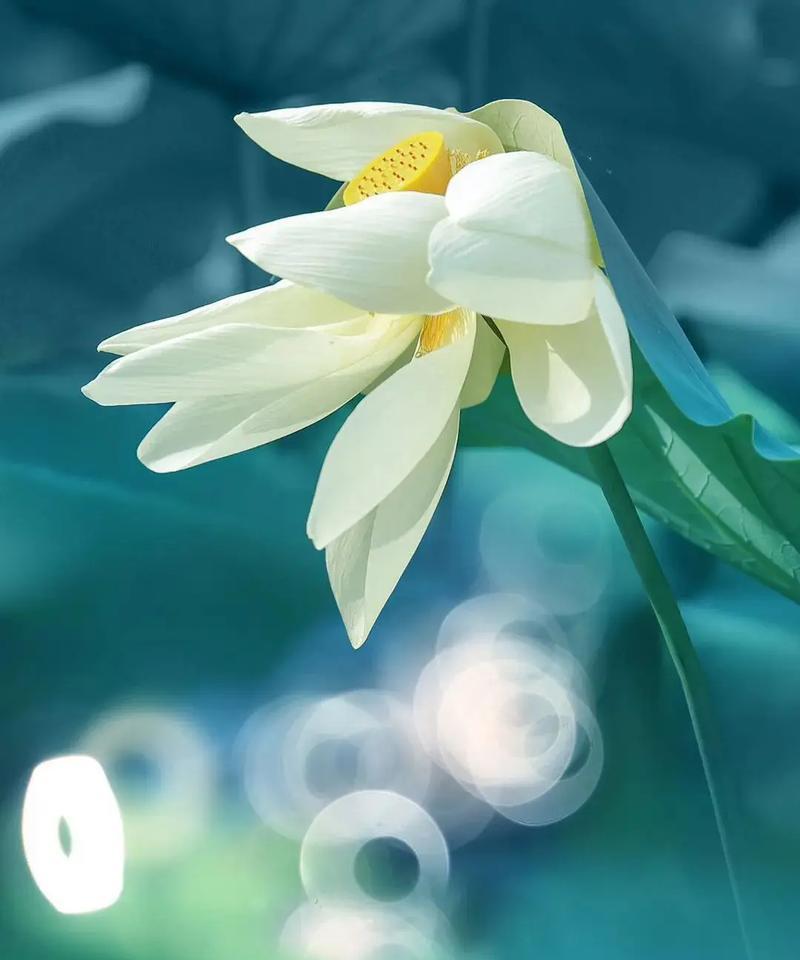 慢摇音乐中花语的含义是什么？