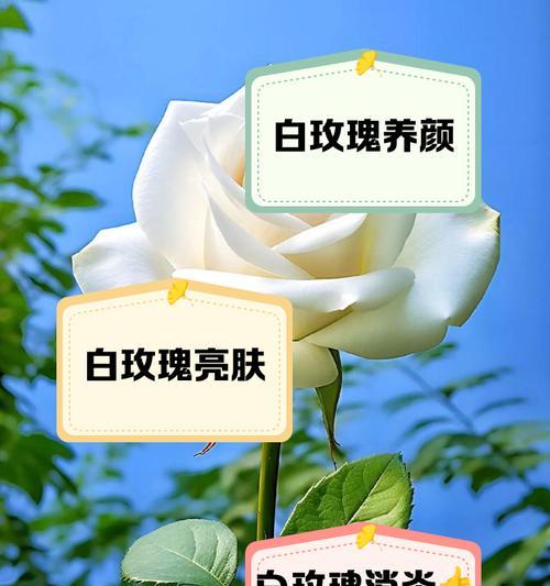火烧白色玫瑰花的寓意是什么？白色玫瑰燃烧的象征意义是什么？