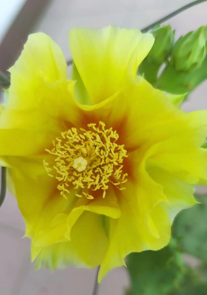 仙人掌开花赞美句子怎么写？如何用诗句赞美仙人掌？