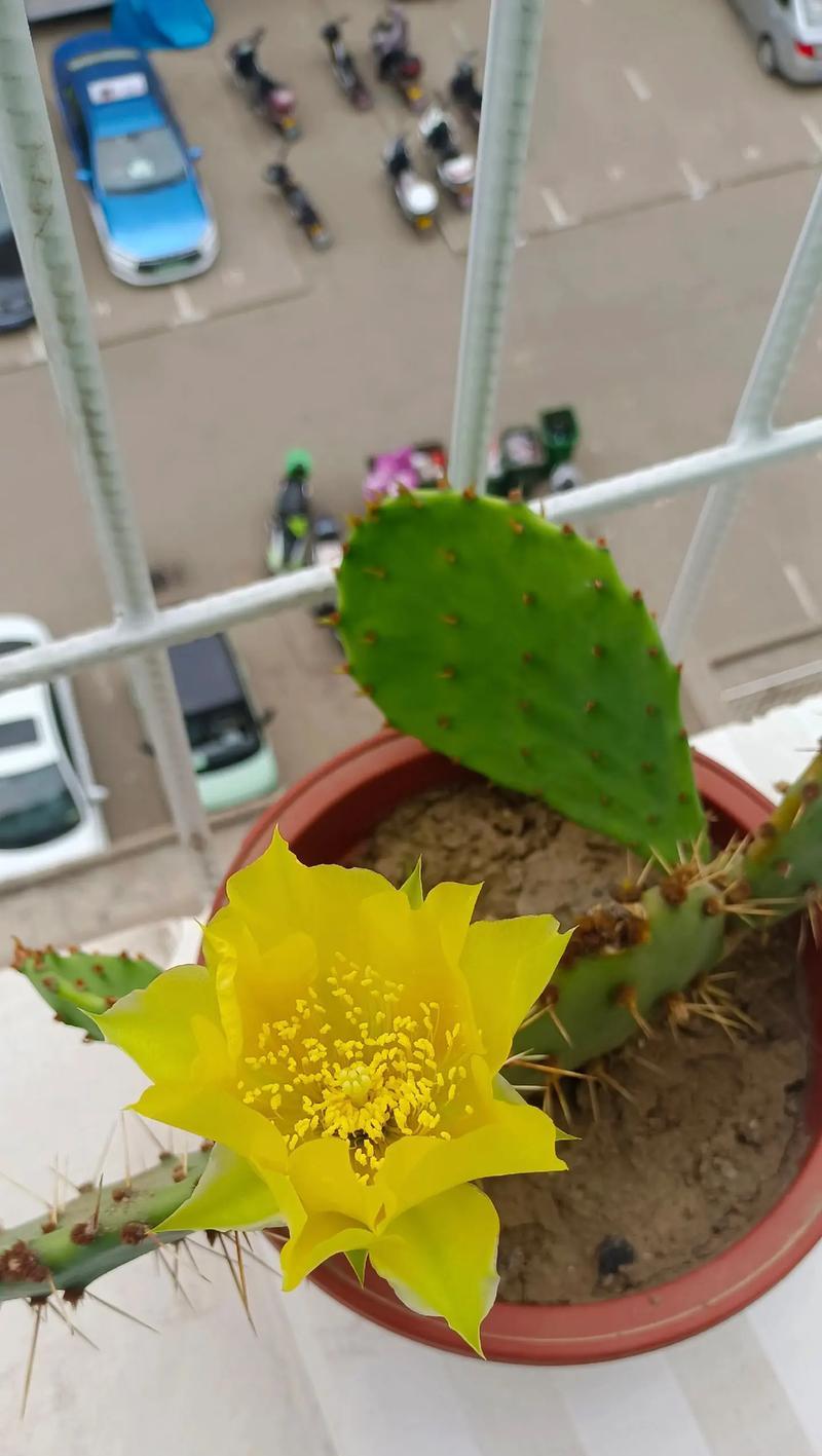 仙人掌开花赞美句子怎么写？如何用诗句赞美仙人掌？