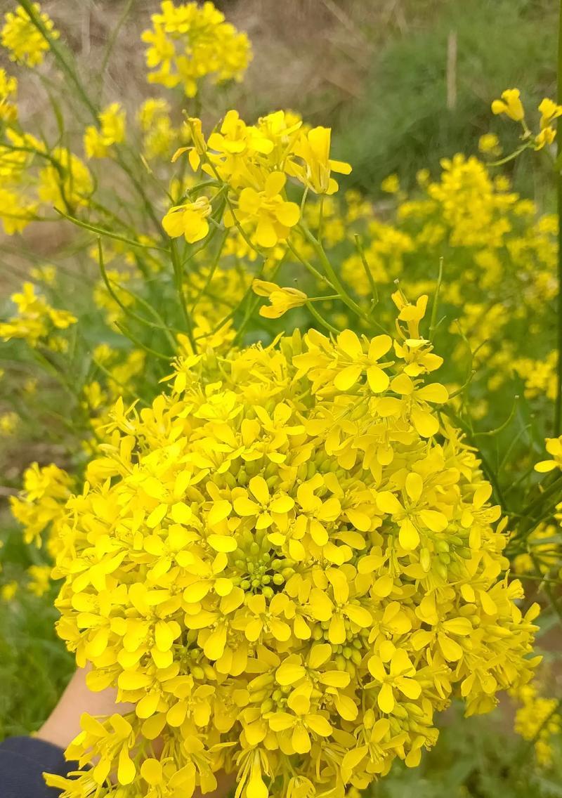 不花钱的花语是什么？这种花语有何独特之处？