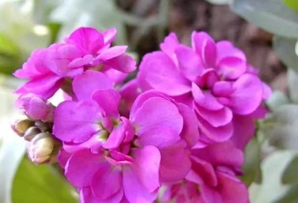 紫罗兰的花语是什么？相似的花语有哪些？