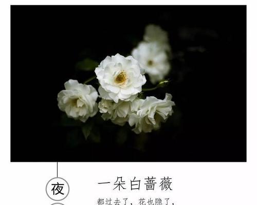 夜蔷薇的花语代表什么？夜蔷薇的寓意是什么？