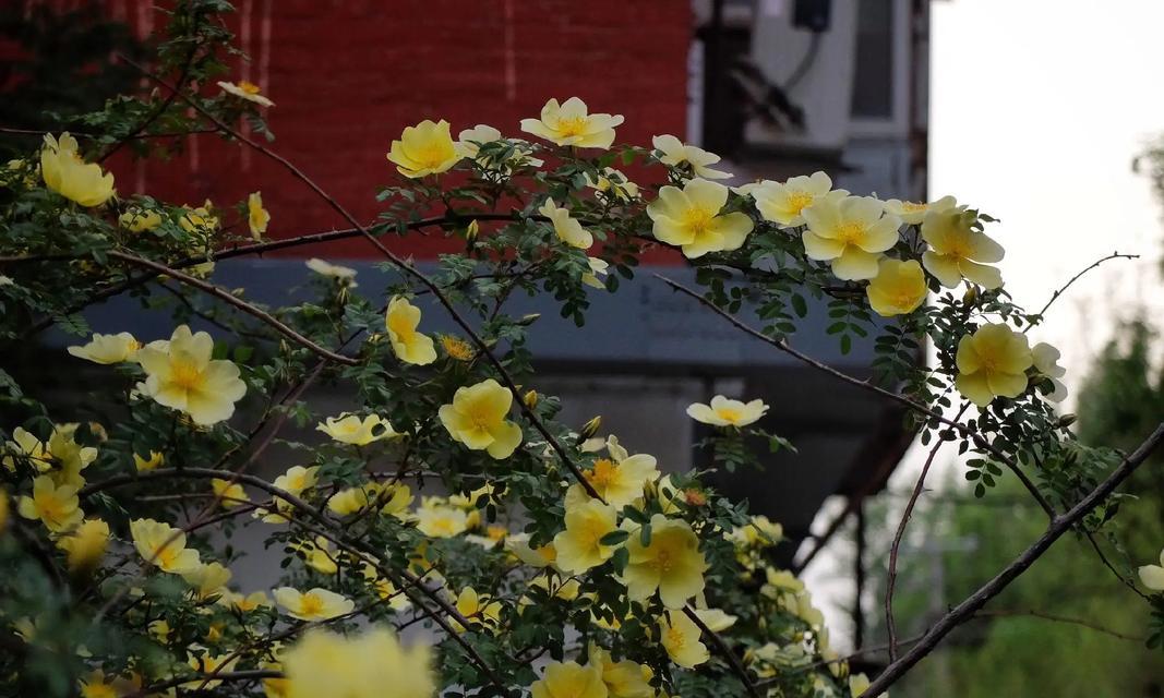 夜蔷薇的花语代表什么？夜蔷薇的寓意是什么？