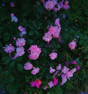 夜蔷薇的花语代表什么？夜蔷薇的寓意是什么？
