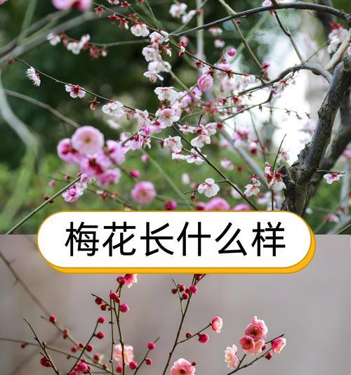 梅花种类繁多花语有何不同？
