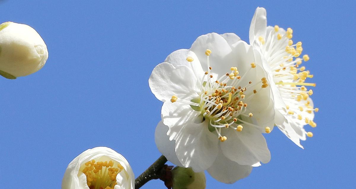 梅花种类繁多花语有何不同？