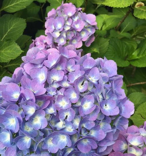 绣球花紫色代表了什么花语？