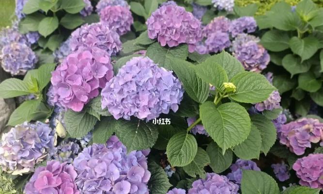 绣球花紫色代表了什么花语？
