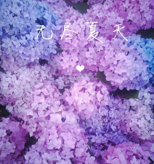绣球花紫色代表了什么花语？
