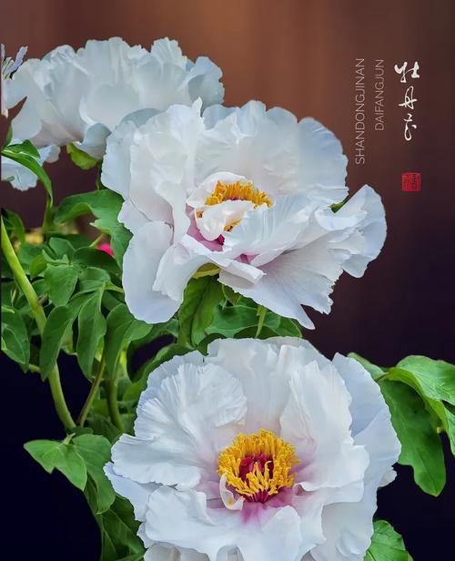 男人送女人牡丹花有何寓意？这种花语代表什么情感？