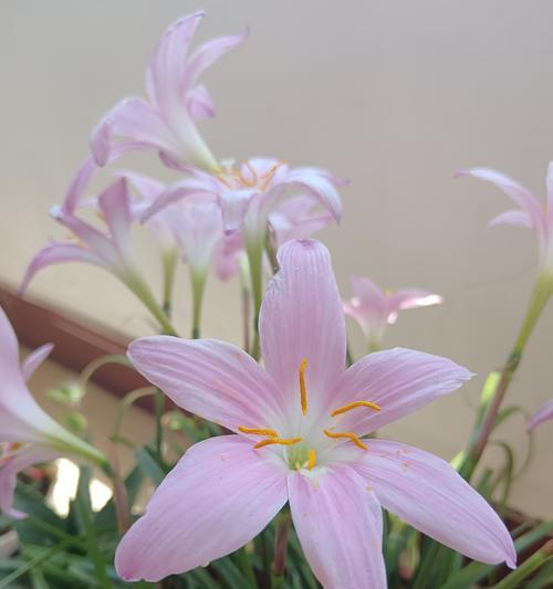 粘豆包这种食物的花语是什么？它有何特别寓意？
