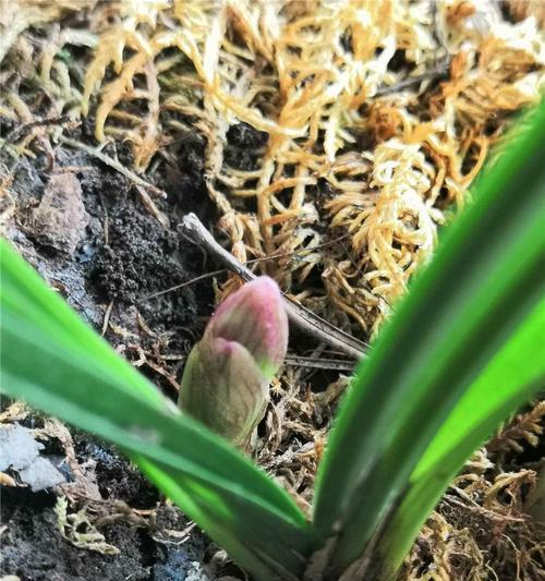 粉荷花的花语能否表达纯洁的爱？