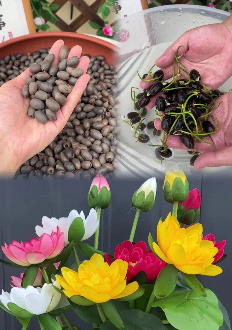 碗莲的寓意和花语是什么？
