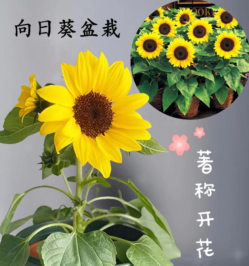 哪种花代表沉默的爱？