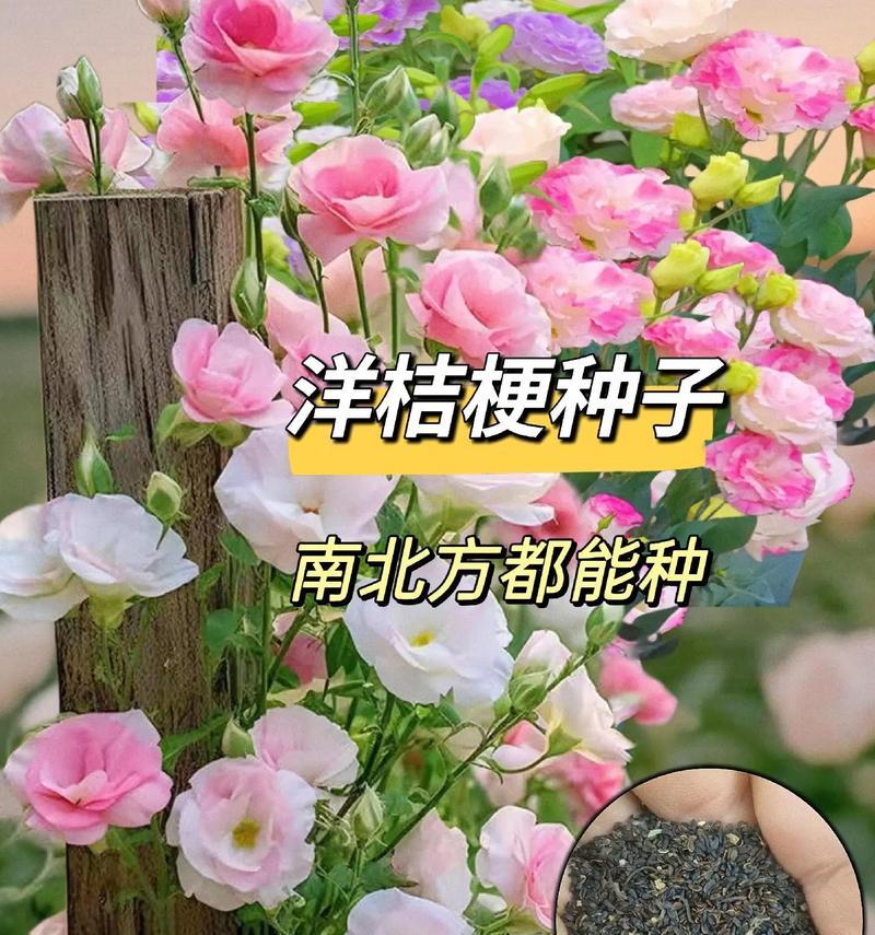 桔梗花语的真正含义是什么？