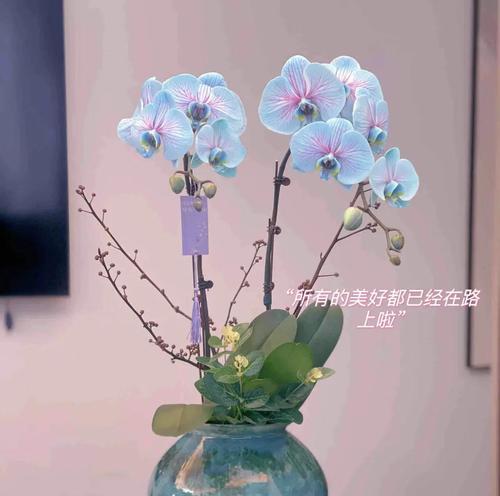 蝴蝶兰拼盘组合的花语是什么？