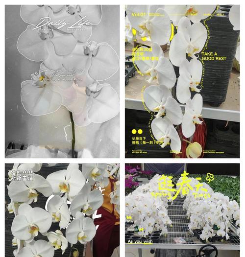 蝴蝶兰拼盘组合的花语是什么？