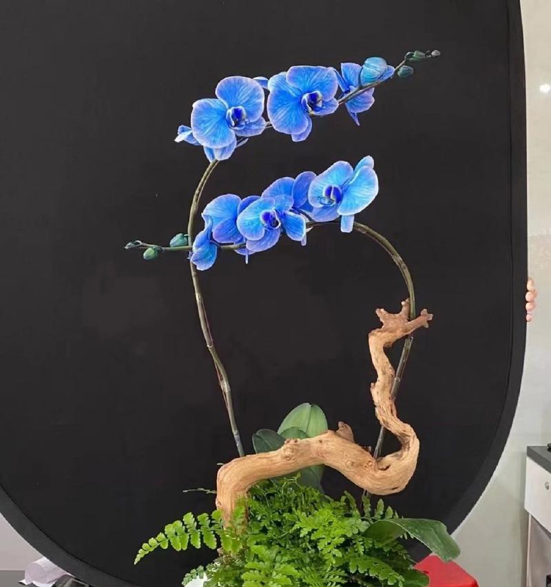 蝴蝶兰拼盘组合的花语是什么？