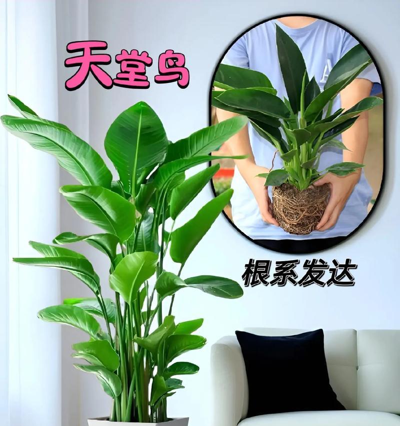 天堂鸟花语代表了什么？