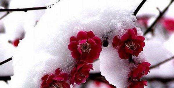 梅花的花语有何深意？它代表了什么？