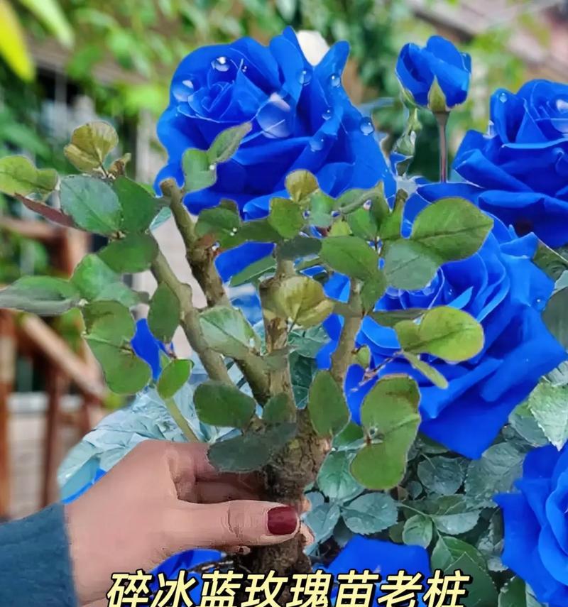 蓝色花语有哪些特别含义？