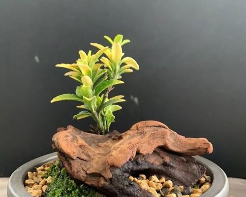 自由放荡不羁的花语有哪些？
