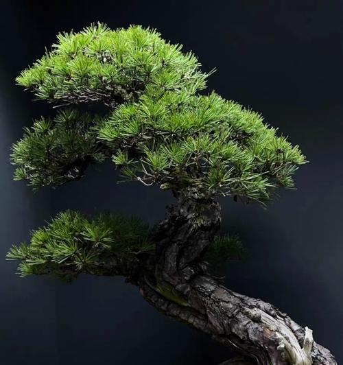 自由放荡不羁的花语有哪些？