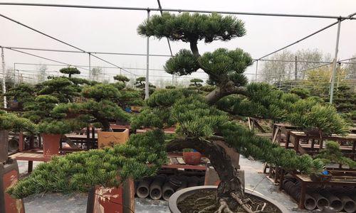 自由放荡不羁的花语有哪些？