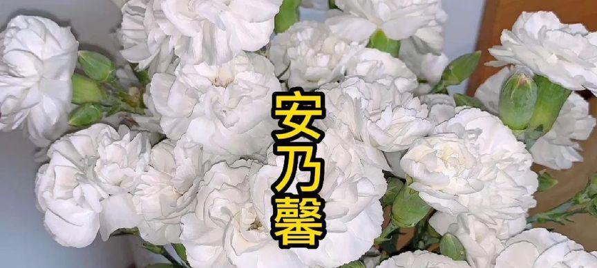 母亲节押韵花语有何特别含义？
