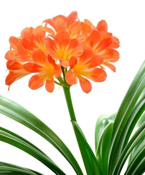 君子兰5月开花寓意何在？有什么特别含义？