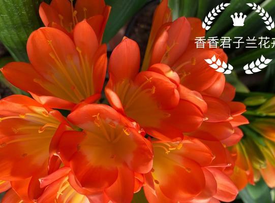 君子兰5月开花寓意何在？有什么特别含义？