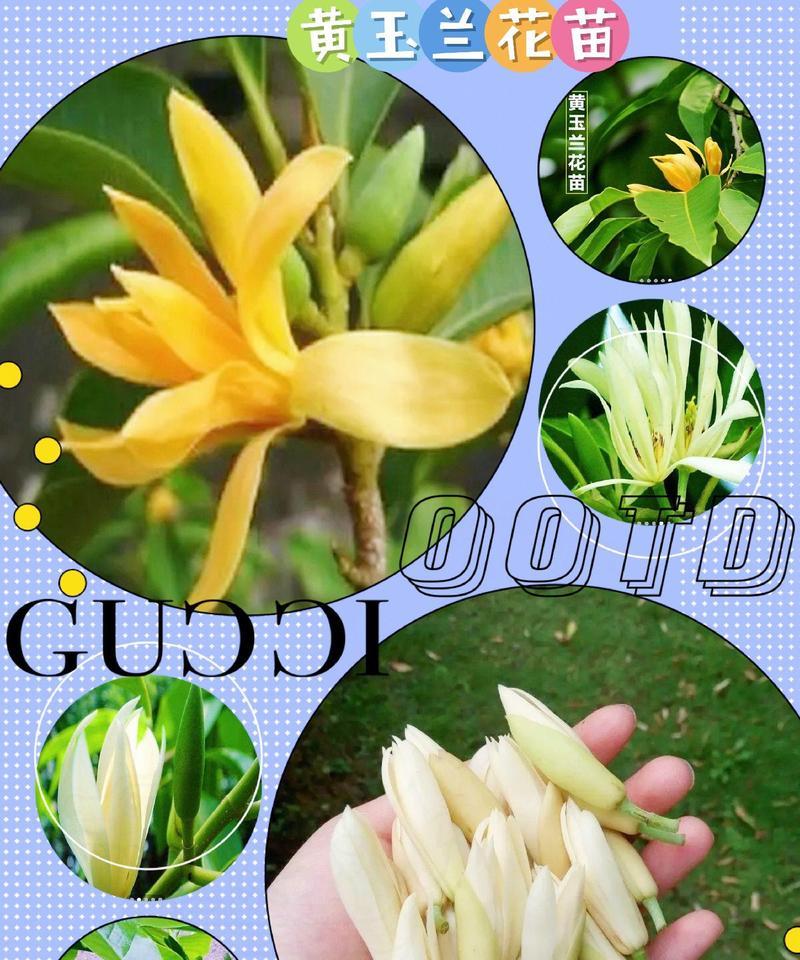 四季玉兰花的花语是什么？四季玉兰有何寓意？