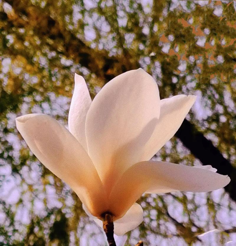 玉兰花的花语是什么意思？它有哪些作用？