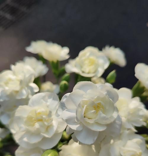 玛雅种茉莉的花语是什么？欣赏峡谷的花语又是什么呢？