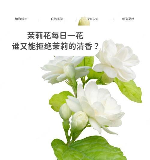 玛雅种茉莉的花语是什么？欣赏峡谷的花语又是什么呢？