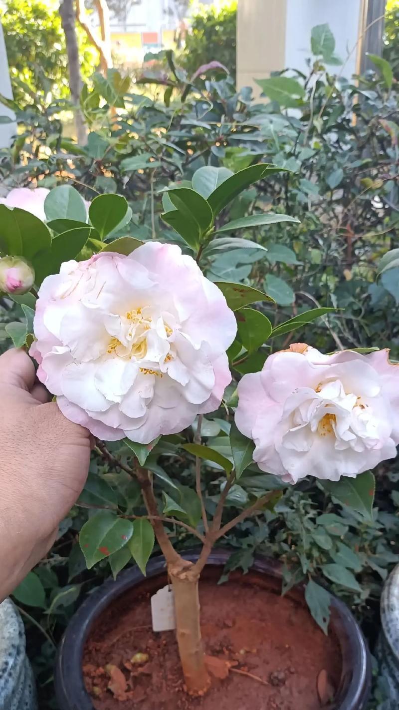 一朵山茶花的花语有何深意？