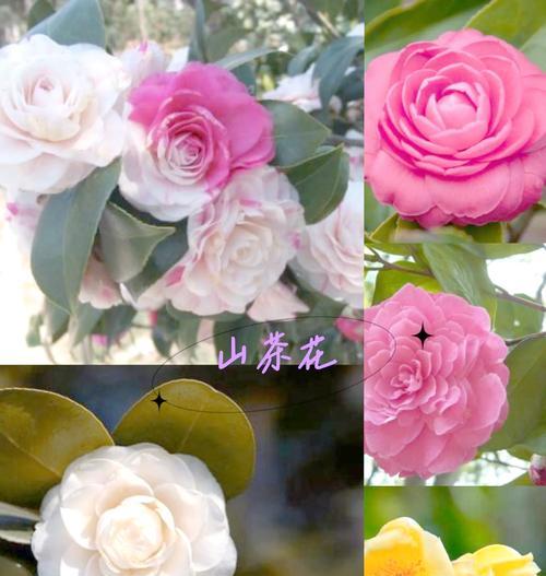 一朵山茶花的花语有何深意？