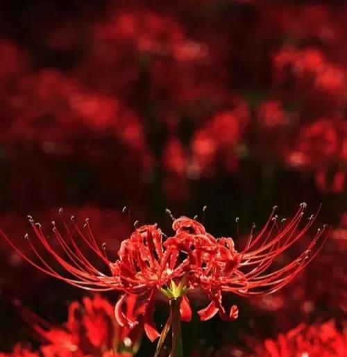 哪些花的花语象征绝望？