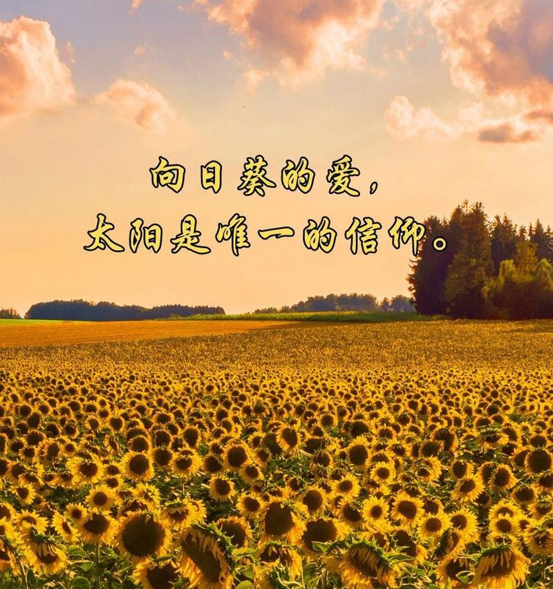 向日葵的花语有哪些优美的含义？