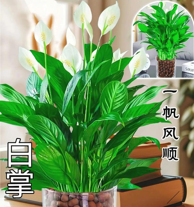 白掌的花语含义有哪些？