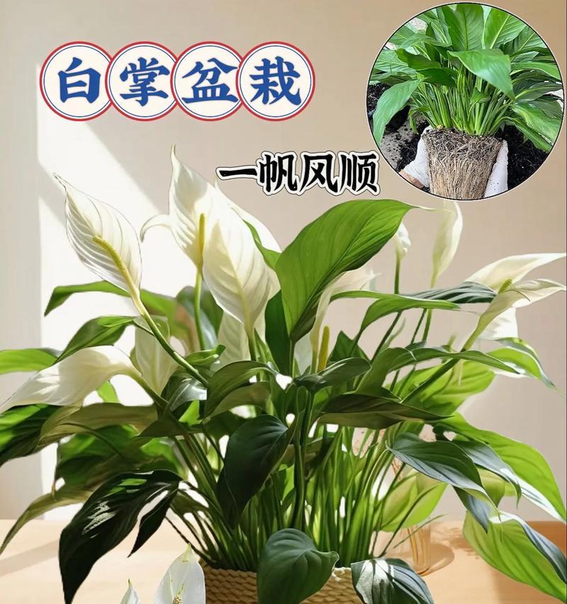 白掌的花语含义有哪些？