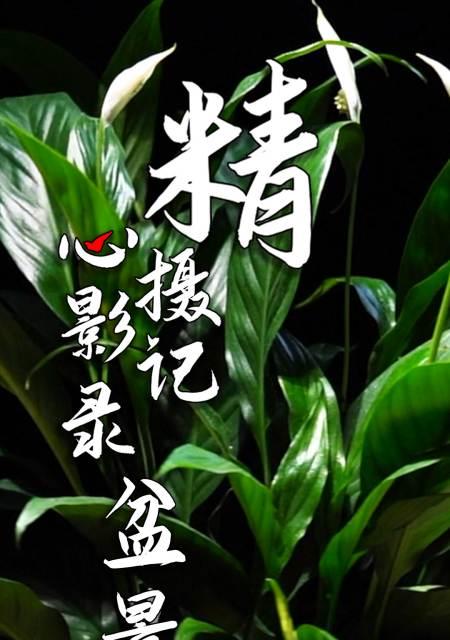 白掌的花语含义有哪些？