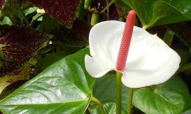 白掌的花语是什么？它代表了哪些意义？