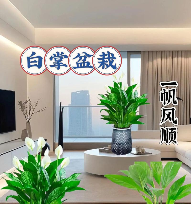 白掌的花语是什么？它代表了哪些意义？