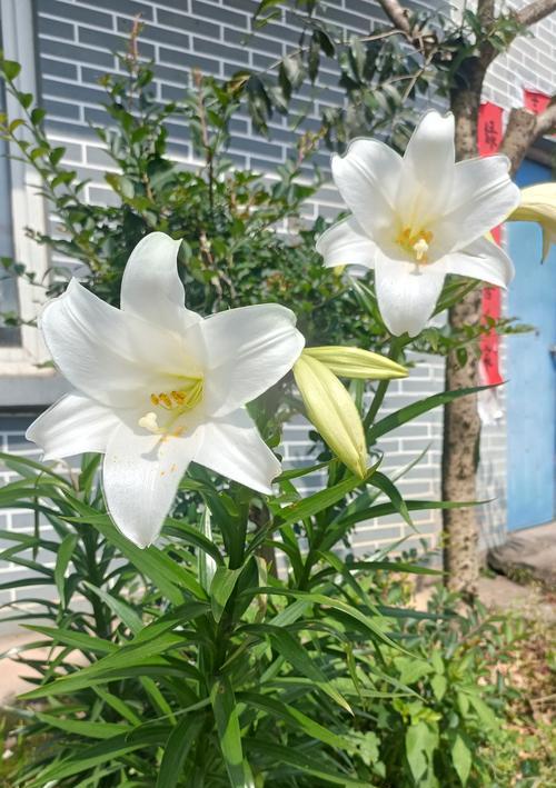 道具花香百合的花语是什么？寓意何在？