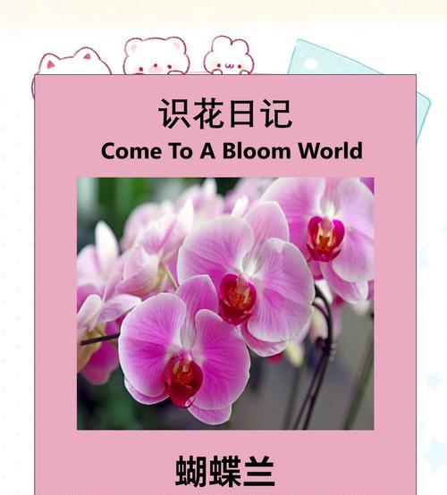 蝴蝶兰象征的花语有何含义？